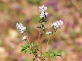 Hollowroot or holewort white flowers, Corydalis cava Royalty Free Stock Photo