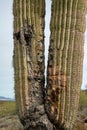 Hollows and biodamage in the stem of a giant cactus (Carnegiea gigantea) in the California desert Royalty Free Stock Photo