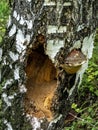 Hollows and holes in an old tree in the forest Royalty Free Stock Photo