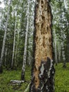 Hollows and holes in an old tree in the forest Royalty Free Stock Photo