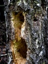 Hollows and holes in an old tree in the forest Royalty Free Stock Photo