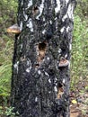 Hollows and holes in an old tree in the forest Royalty Free Stock Photo