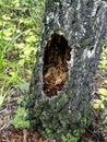 Hollows and holes in an old tree in the forest Royalty Free Stock Photo