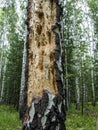 Hollows and holes in an old tree in the forest Royalty Free Stock Photo