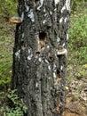 Hollows and holes in an old tree in the forest Royalty Free Stock Photo