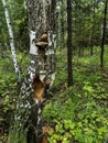 Hollows and holes in an old tree in the forest Royalty Free Stock Photo