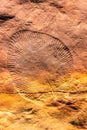 Hollows left by Dickinsonia specimens in seafloor mats. Dickinsonia are species in the Ediacara biota