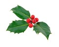 Holly Royalty Free Stock Photo