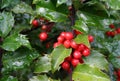 Holly Berries Royalty Free Stock Photo