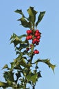 Holly Berries Royalty Free Stock Photo