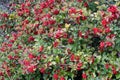 Holly berries