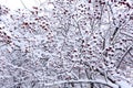 Holly Berries covered with fresh snow beauty blue Royalty Free Stock Photo