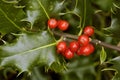 Holly Berries - Ilex aquifolium Royalty Free Stock Photo
