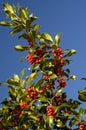 Holly Berries - Ilex aquifolium Royalty Free Stock Photo