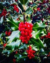 Holly Berries Royalty Free Stock Photo