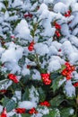 Holly Berries and Leaves with Snow Royalty Free Stock Photo