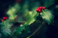 Holly Berries