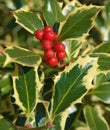 Holly berry