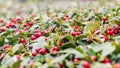 Holly Berry Bush with Red Berries Royalty Free Stock Photo