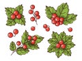 Holly berry Christmas vector set, winter plant fruits. Royalty Free Stock Photo