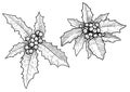 Holly berry illustration, drawing, engraving, ink, line art, vector