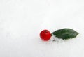 Holly berry in snow