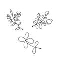 Holly berry sprigs. Vector black and white coloring book page