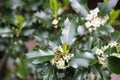 Holly Blossoms