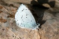 The Holly Blue butterfly (Celastrina argiolus) Royalty Free Stock Photo