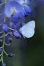 Holly blue butterfly Celastrina argiolus butterfly pollinating and perching on wisteria flowers Royalty Free Stock Photo