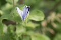 Holly Blue Butterfly (Celastrina argiolus) Royalty Free Stock Photo