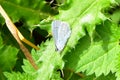 Holly Blue Butterfly - Celastrina argiolus Royalty Free Stock Photo