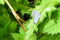 Holly Blue Butterfly - Celastrina argiolus Royalty Free Stock Photo