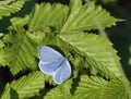 Holly Blue