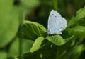 A Holly Blue Butterfly, Celastrina argiolus, perching on a leaf in springtime. Royalty Free Stock Photo