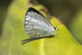 Holly Blue Butterfly Celastrina argiolus Royalty Free Stock Photo