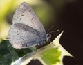 Holly Blue Butterfly Celastrina argiolus Royalty Free Stock Photo