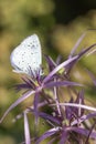 Holly Blue Butterfly Celastrina argioluso on Allium christophii Royalty Free Stock Photo