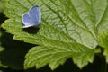 Holly Blue butterfly on green leaf