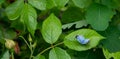 Holly blue butterfly perched on leaf in a suburban garden in the UK. Royalty Free Stock Photo