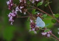 The holly blue, Celastrina argiolus