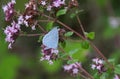 The holly blue, Celastrina argiolus