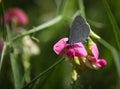 The holly blue, Celastrina argiolus butterfly