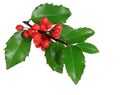 Holly Branch