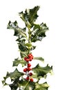 Holly Branch with Berries