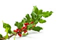 Holly Branch and Berries