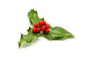 Holly Branch and Berries