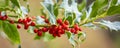 Holly branch with red berries Royalty Free Stock Photo