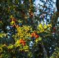 Holly bush Burnley in Lancashire England as seen on a path