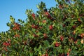 Holly bush hedge with red berries against blue sky background Royalty Free Stock Photo